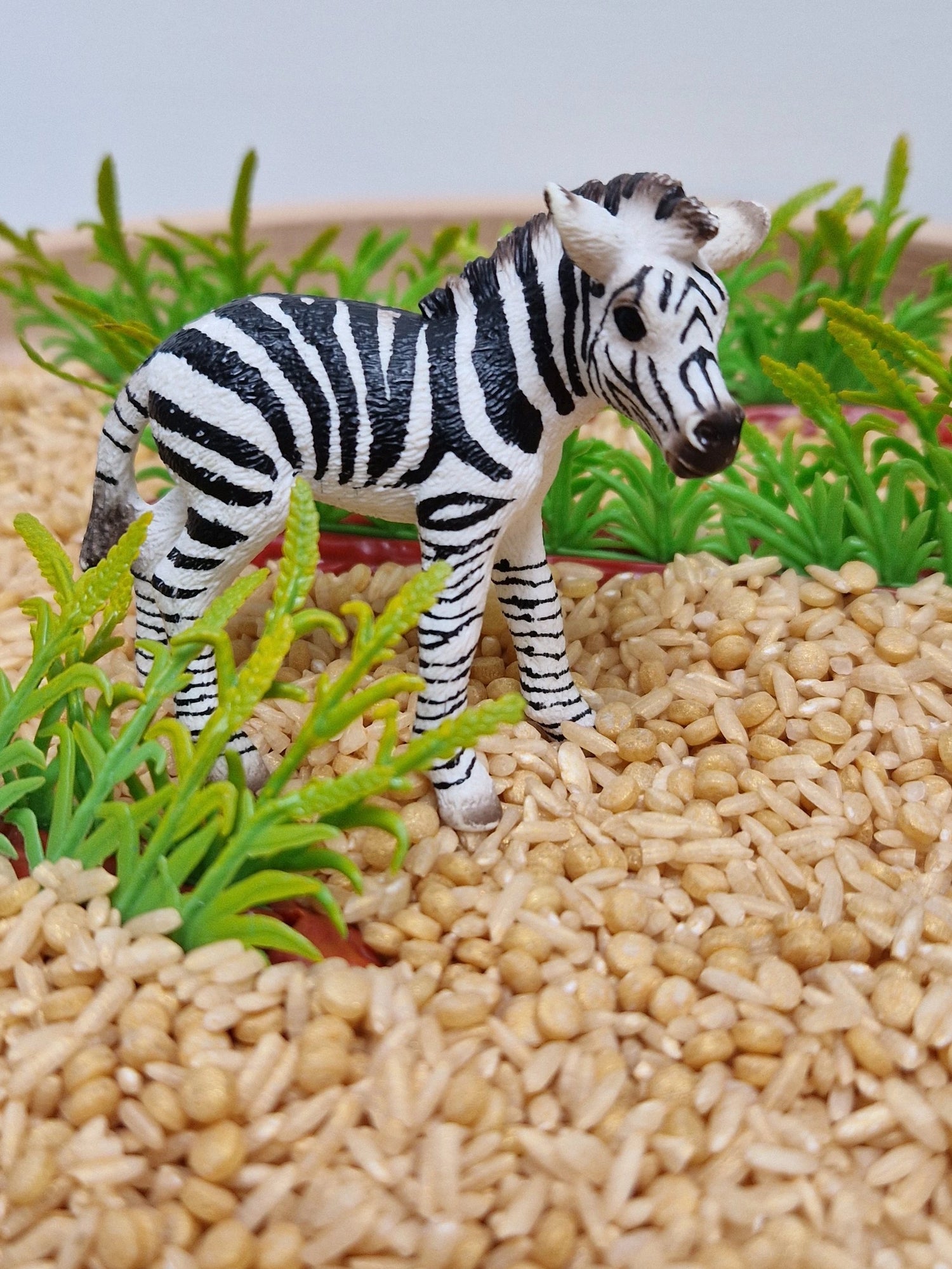 Savanah / Desert / Wild Life