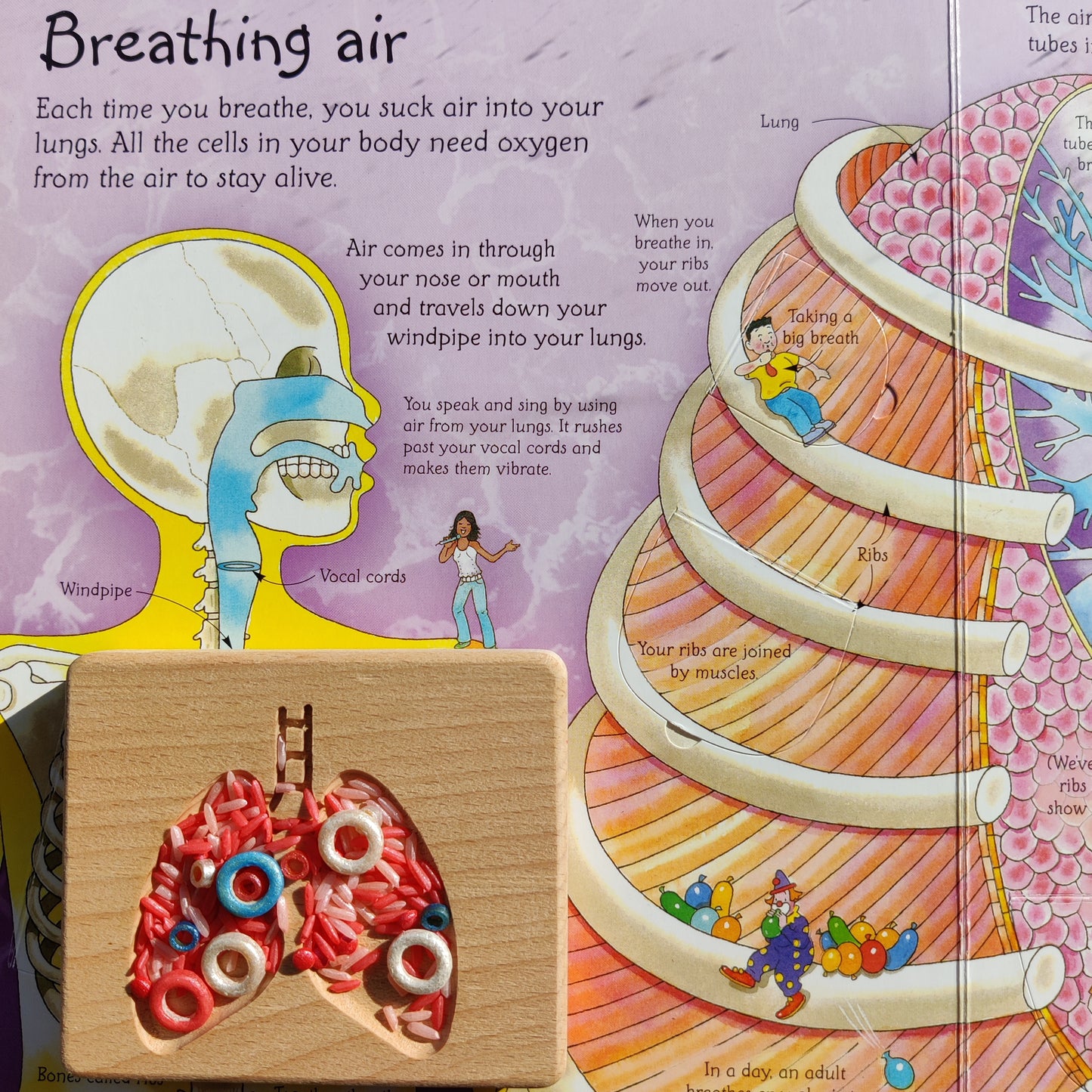 B+ ( B Positive Blood Type ) Sensory Play Base