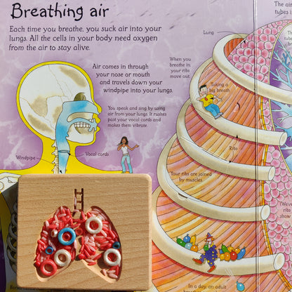 B+ ( B Positive Blood Type ) Sensory Play Base