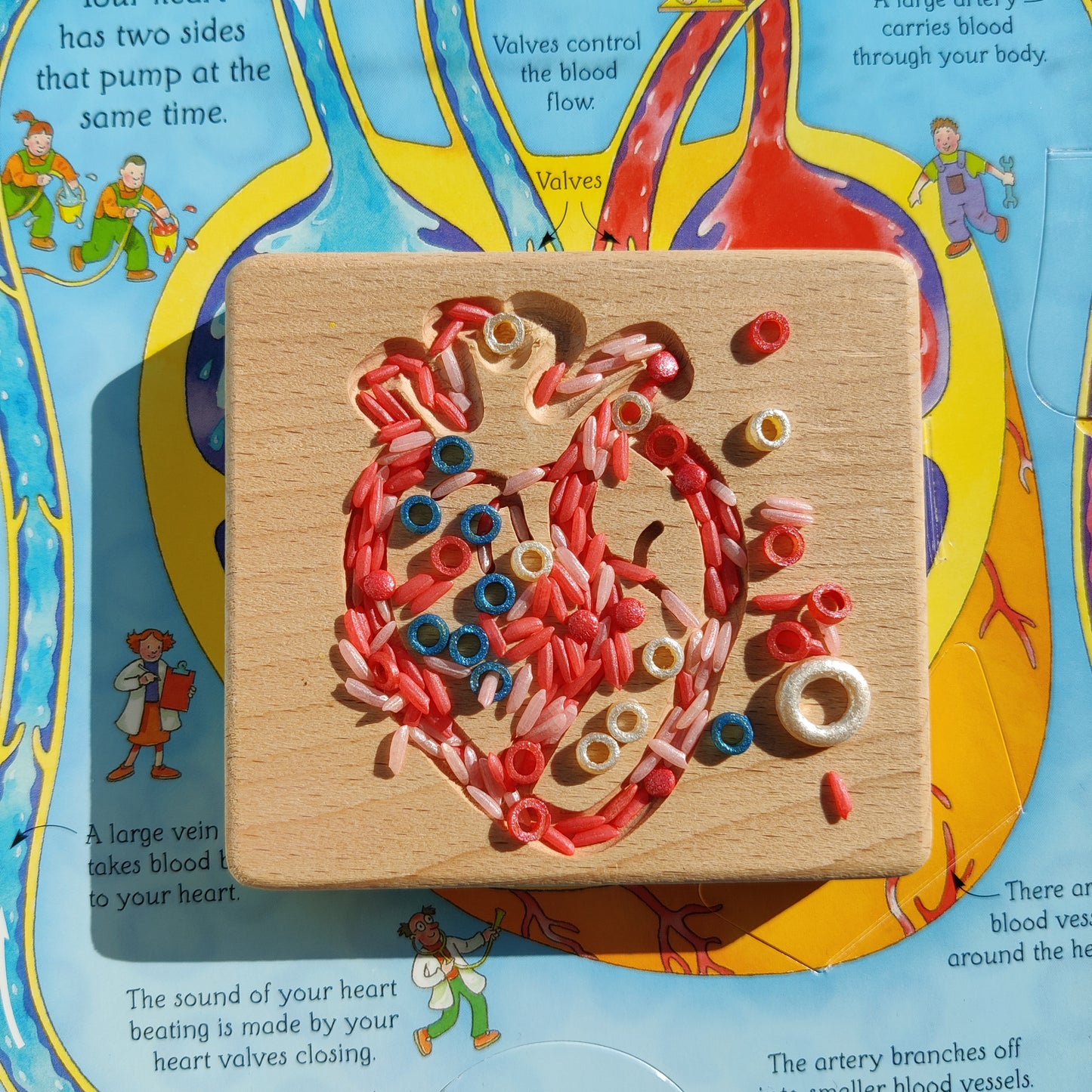 B+ ( B Positive Blood Type ) Sensory Play Base