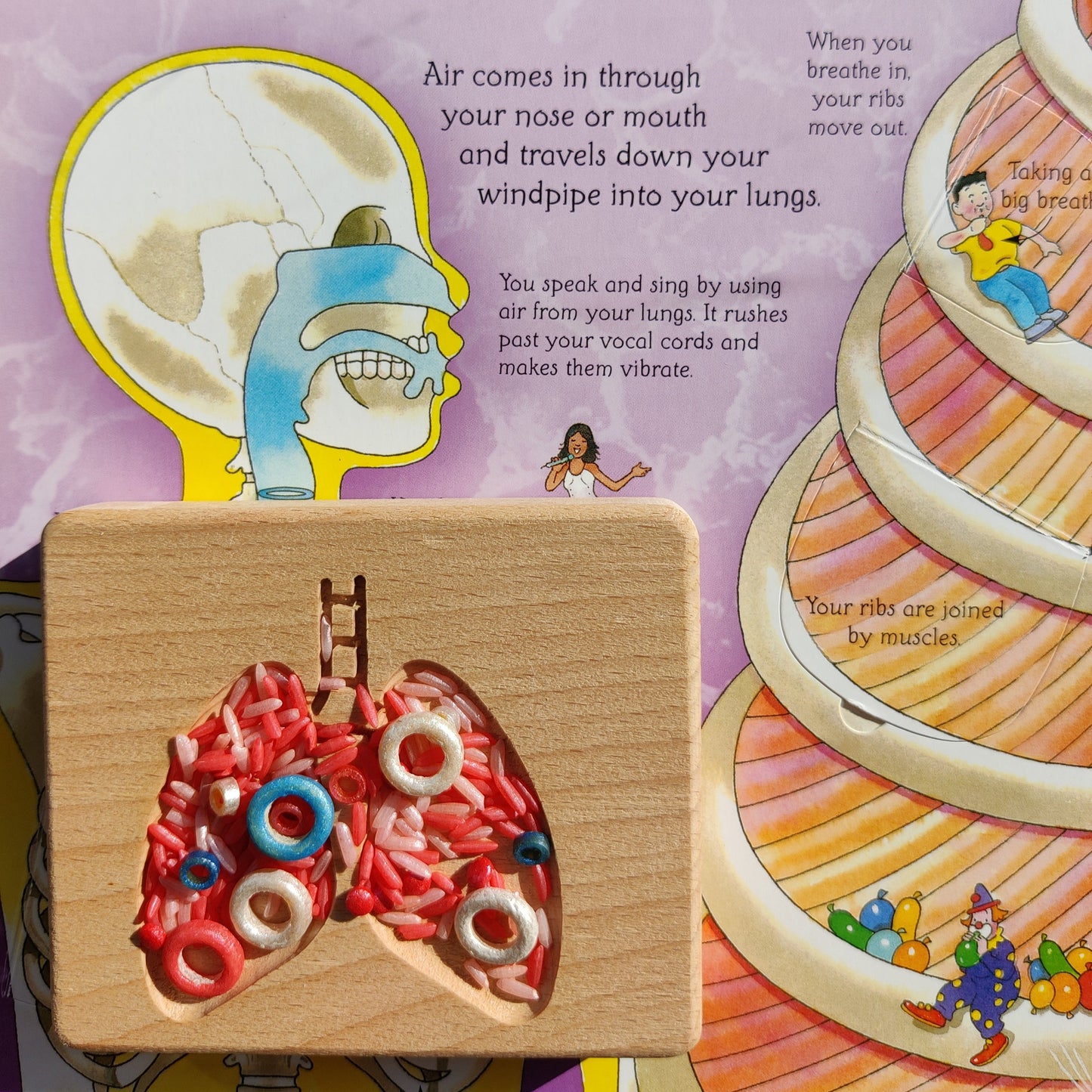 B+ ( B Positive Blood Type ) Sensory Play Base