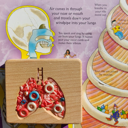 B+ ( B Positive Blood Type ) Sensory Play Base