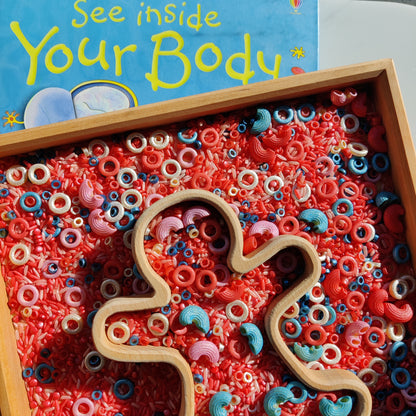 B+ ( B Positive Blood Type ) Sensory Play Base